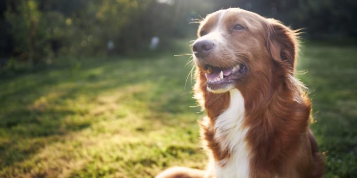 Veterinärskostnader är en dyr historia för många hundägare. Genrebild: Envato