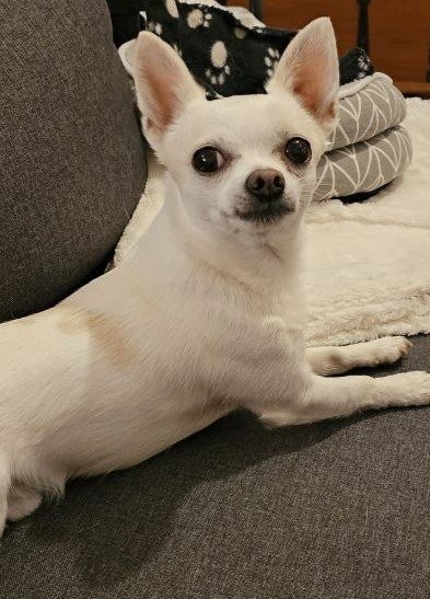 Chihuahuan Nobel är nästan tandlös men ändå glad. Foto: Frihetsnytt